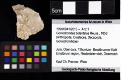 Foto (Objket + Etiketten) von Goniodromites bidentatus (Reuss, 1858) 